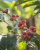 MICROLOT-Nicaragua Anaerobic Natural